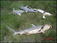 Sharks dumped near Port Lavaca